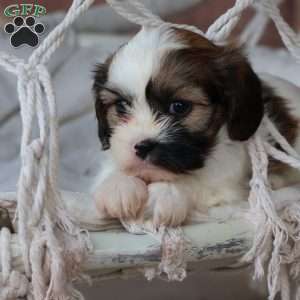 Kinley, Cava-Tzu Puppy